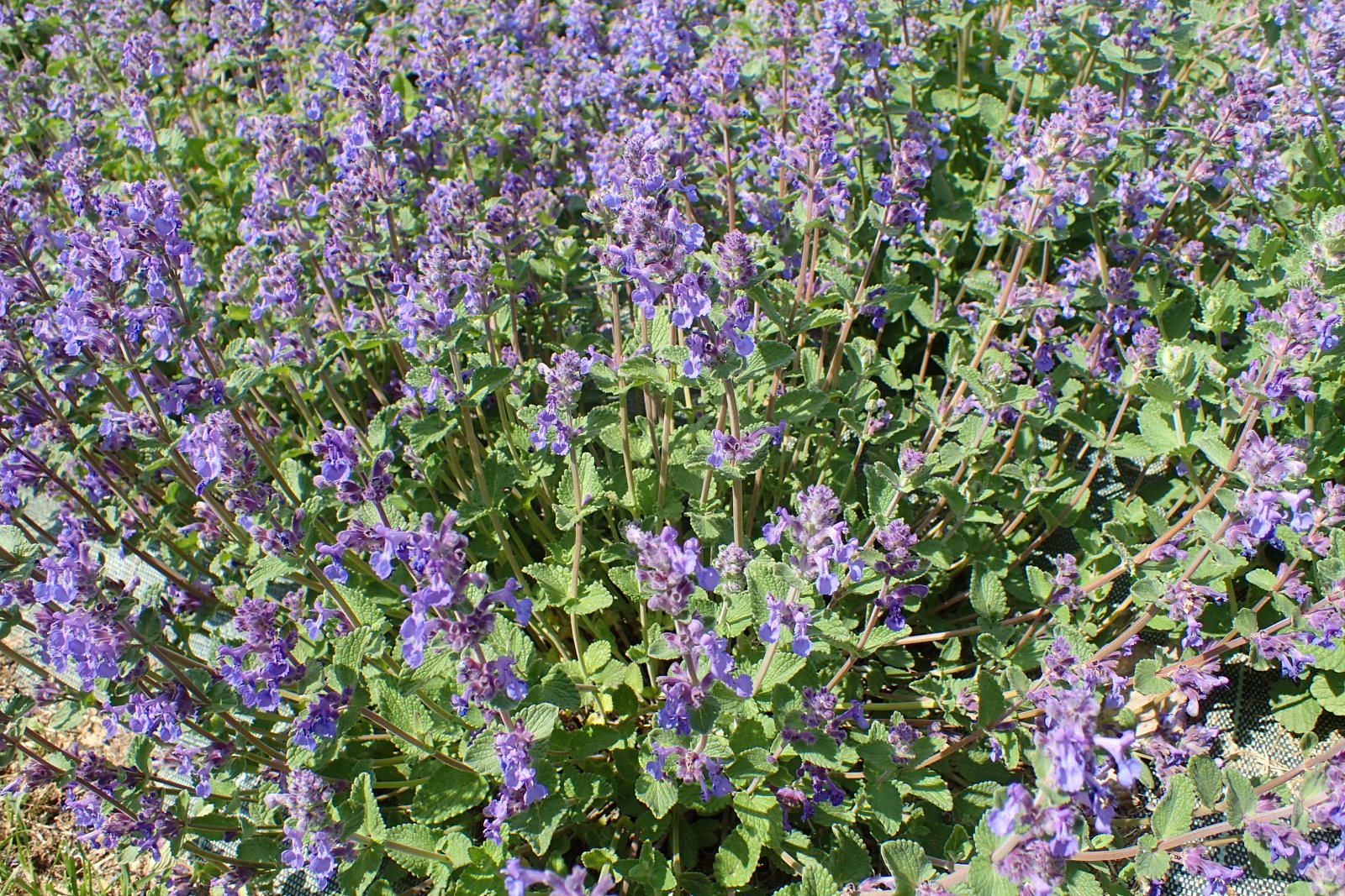 Котовник фассена