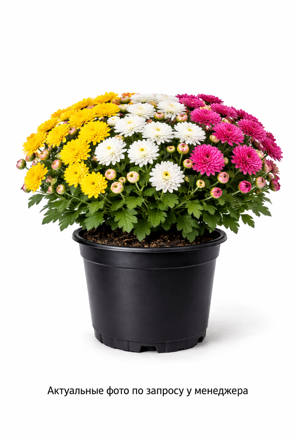Хризантема "Трио"