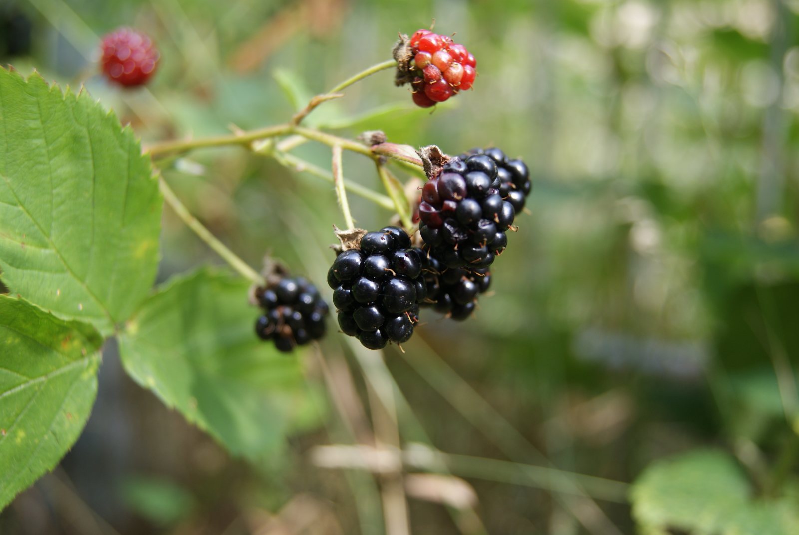 Ежевика Агавам