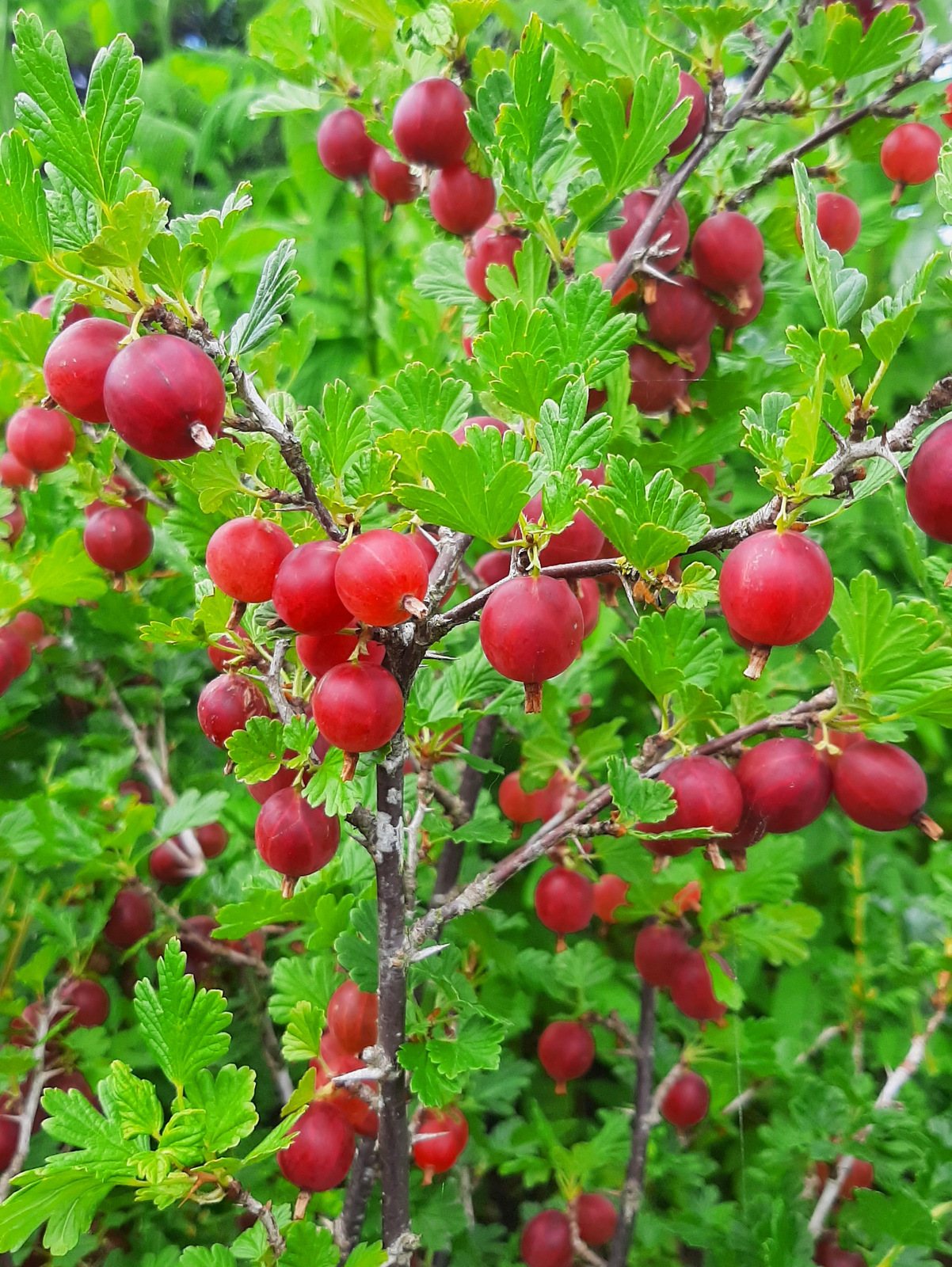 Крыжовник Хиннонмяки Ред