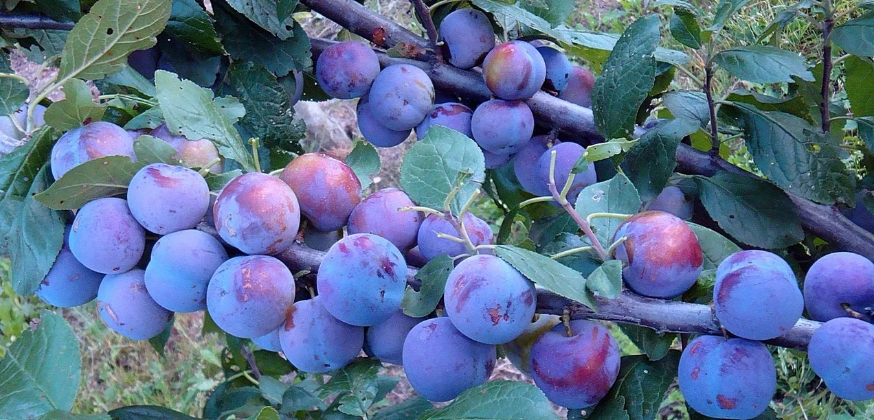 Слива Кромань