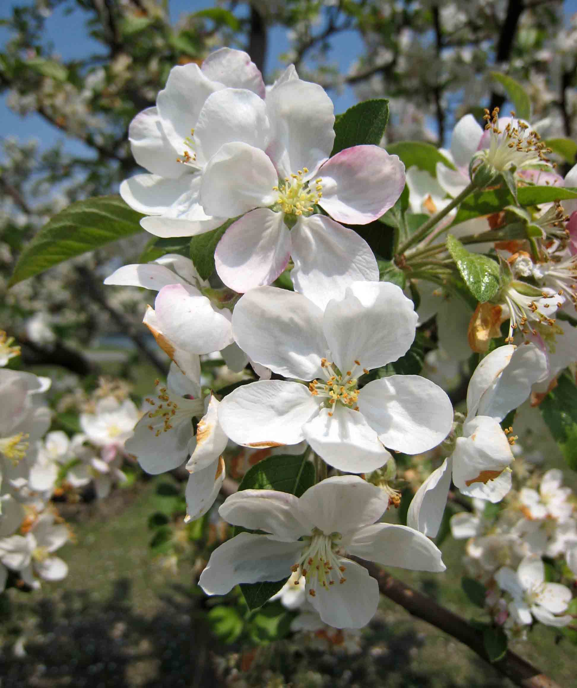 Яблоня декоративная Баттербол