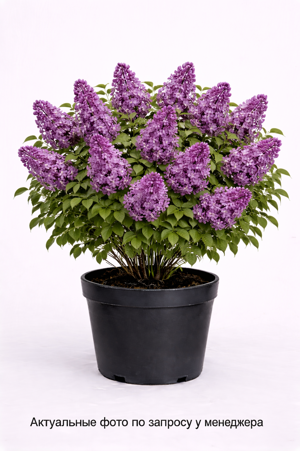 Сирень обыкновенная День Победы