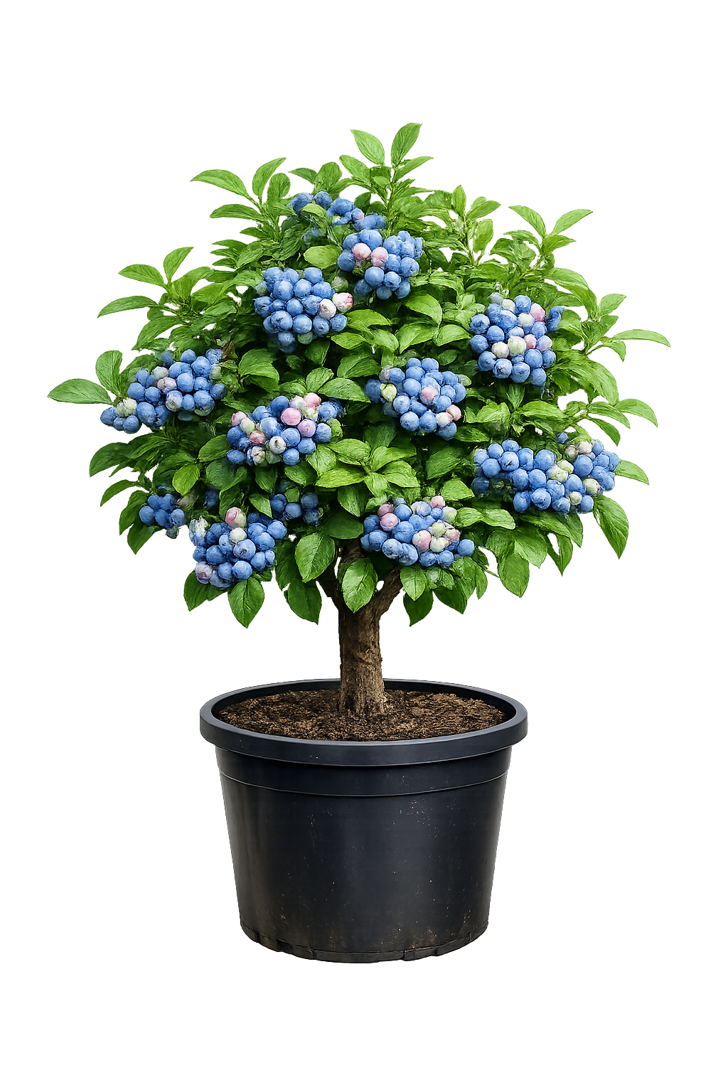 Голубика Бонус