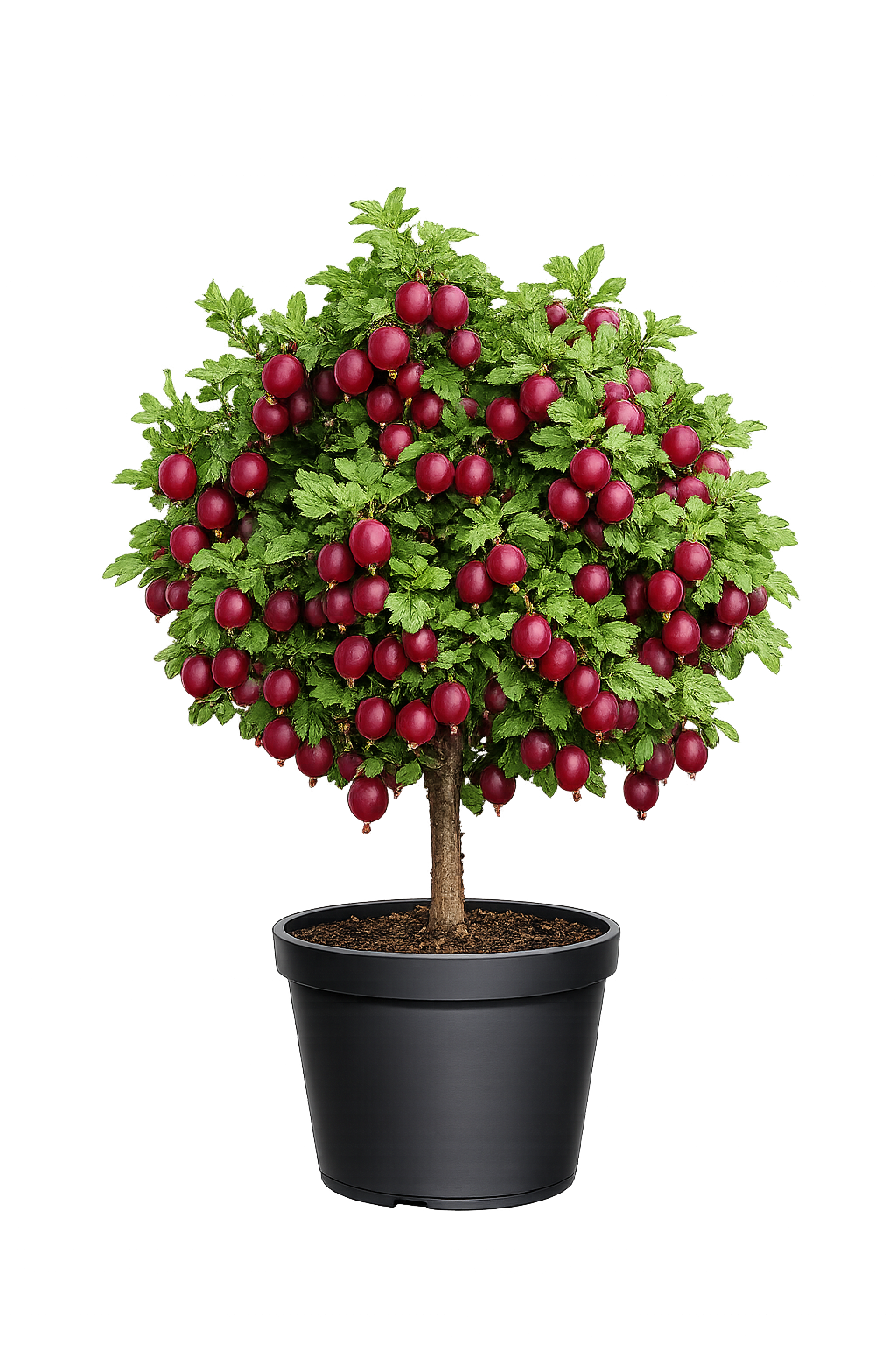 Крыжовник Сливовый 