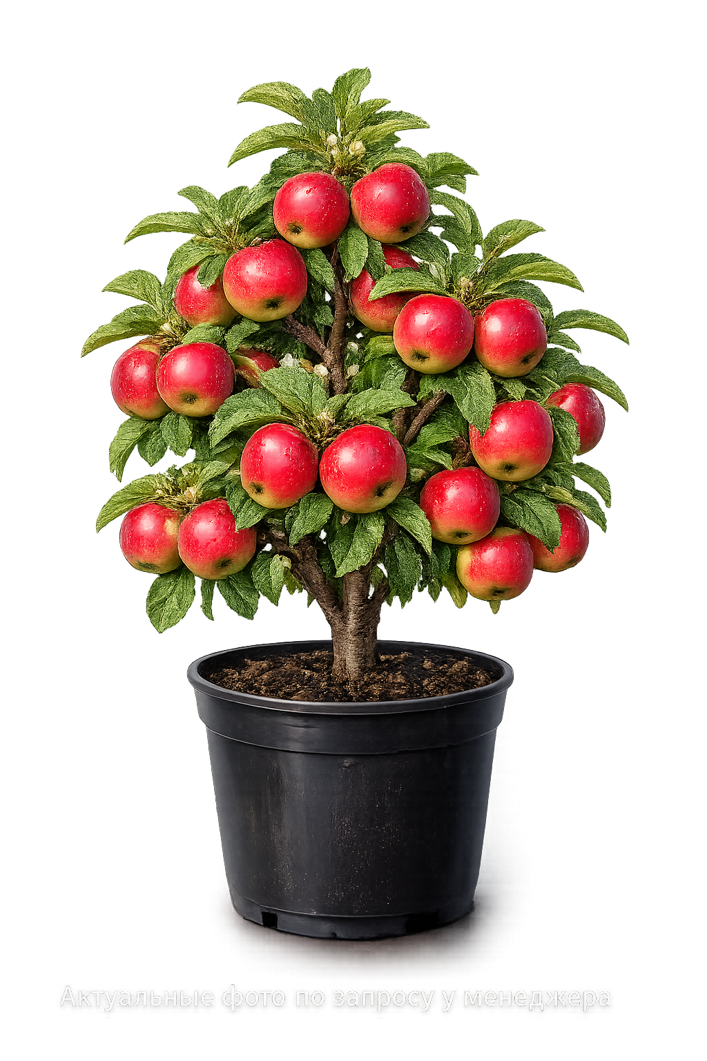 Яблоня Услада