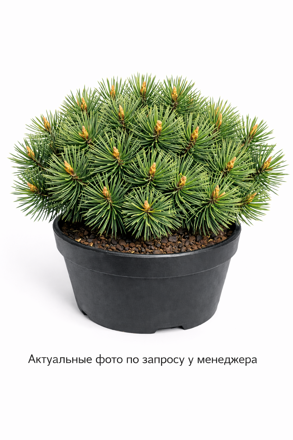 Сосна кедровая европейская