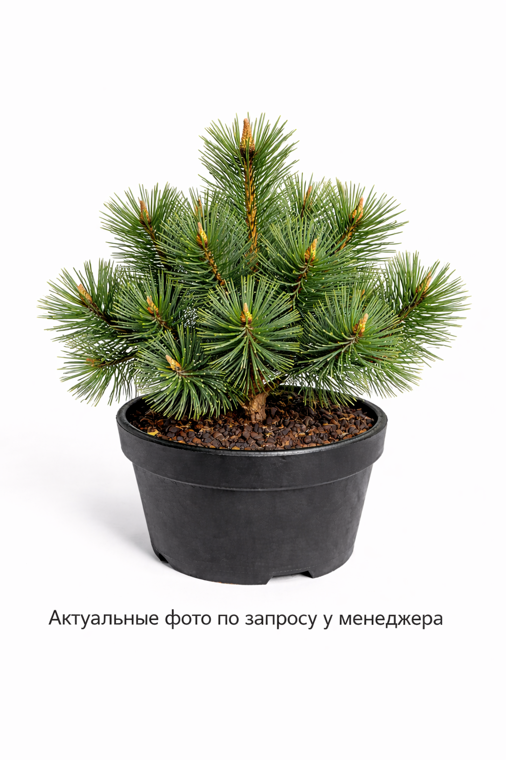 Сосна черная Нана 