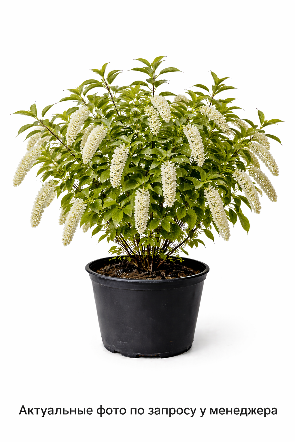 Черемуха поздняя