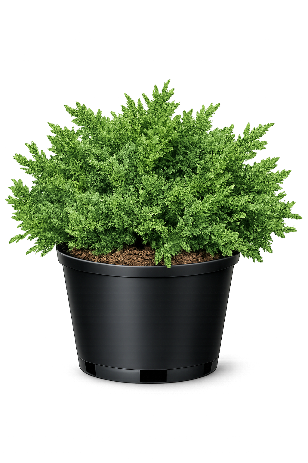 Можжевельник Мордиган