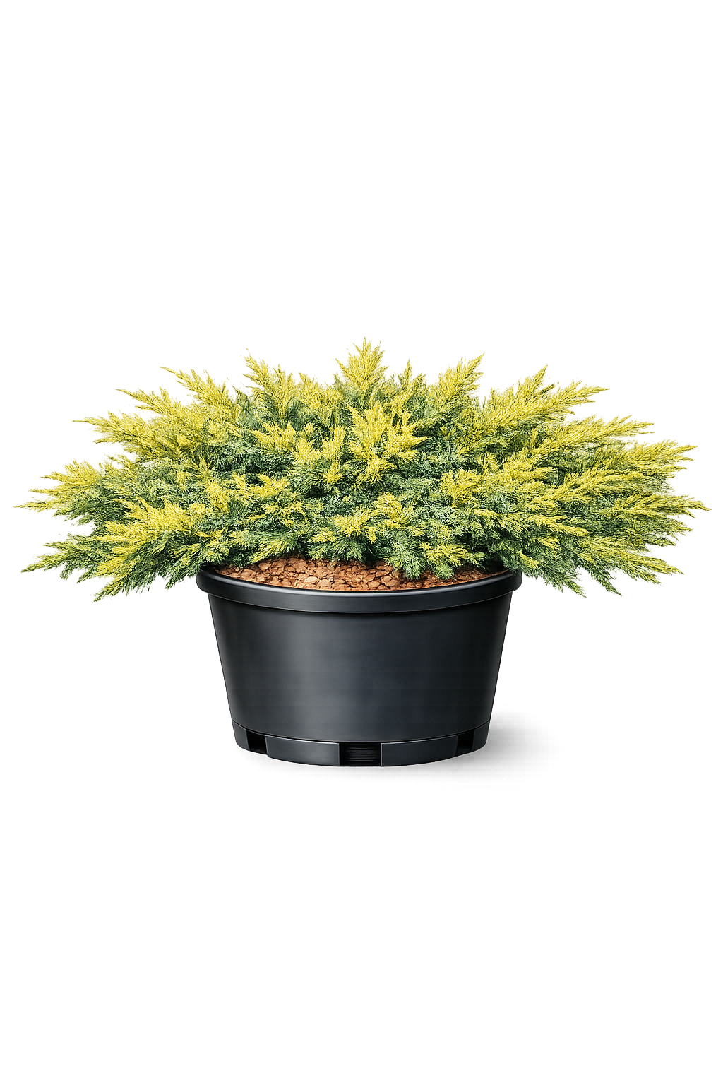 Можжевельник обык. Голд Шатц