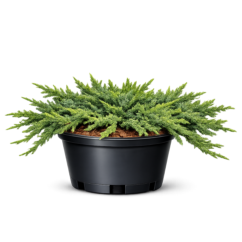 Можжевельник, микс сортов