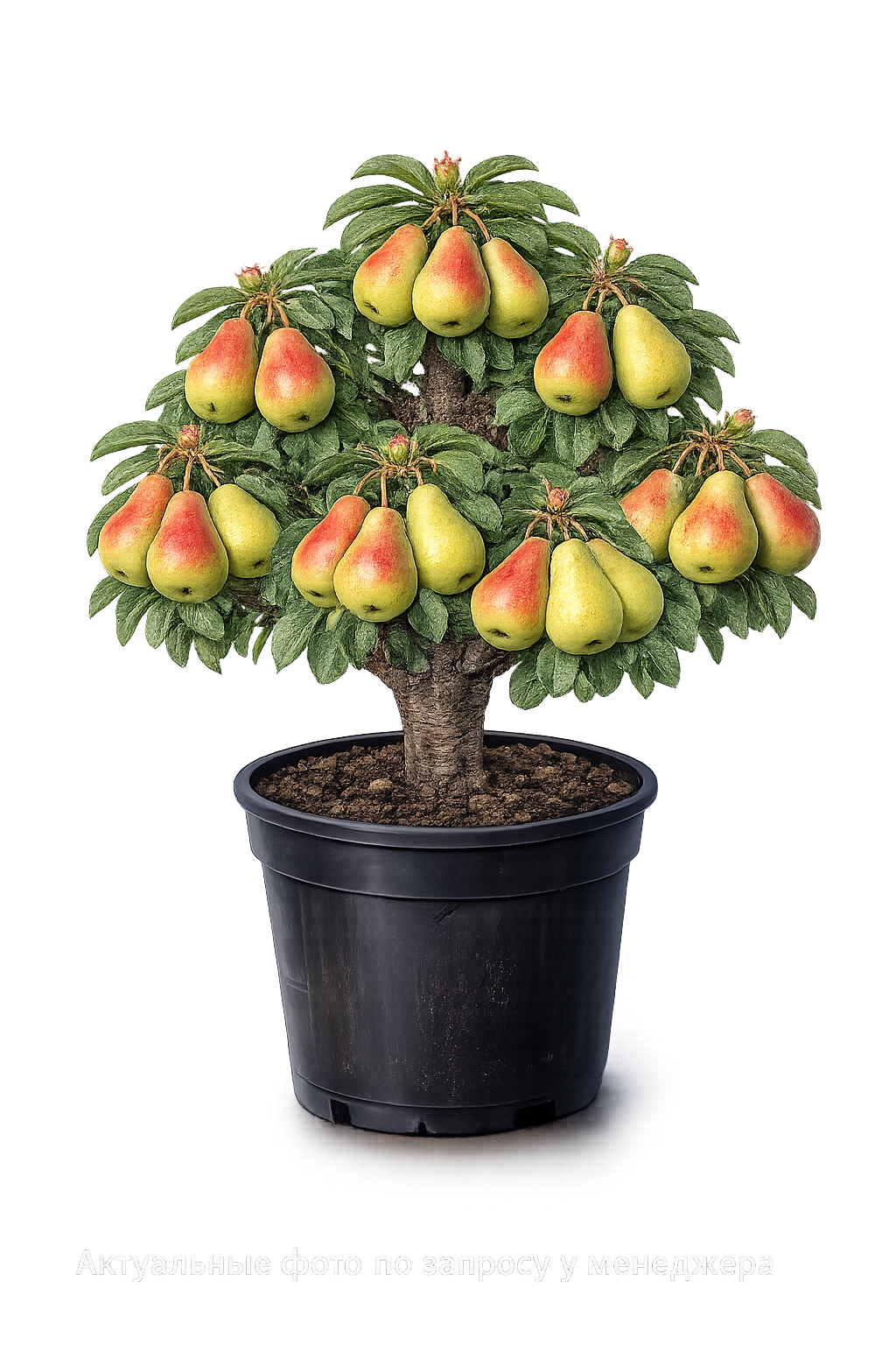 Груша Русская Красавица