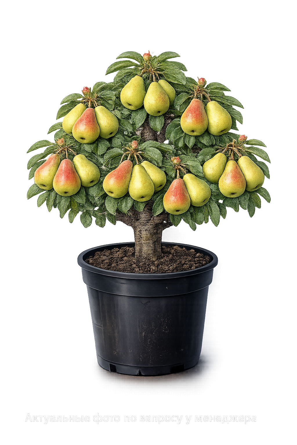 Груша Северянка