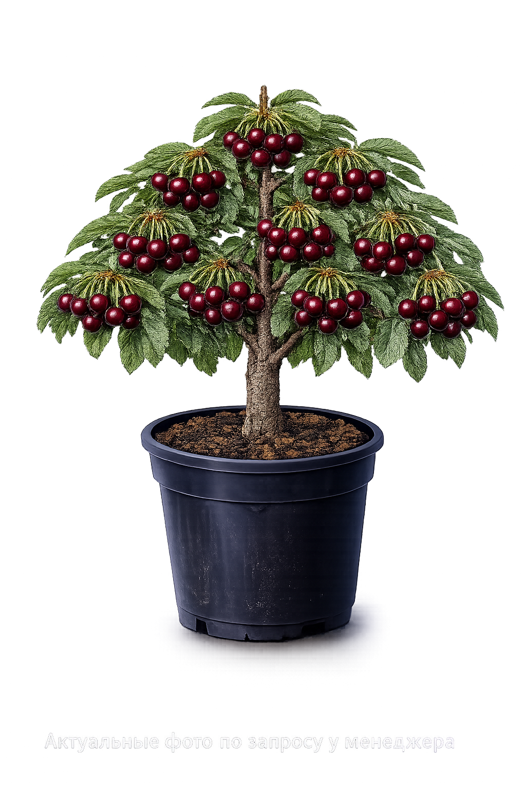 Вишня Любская