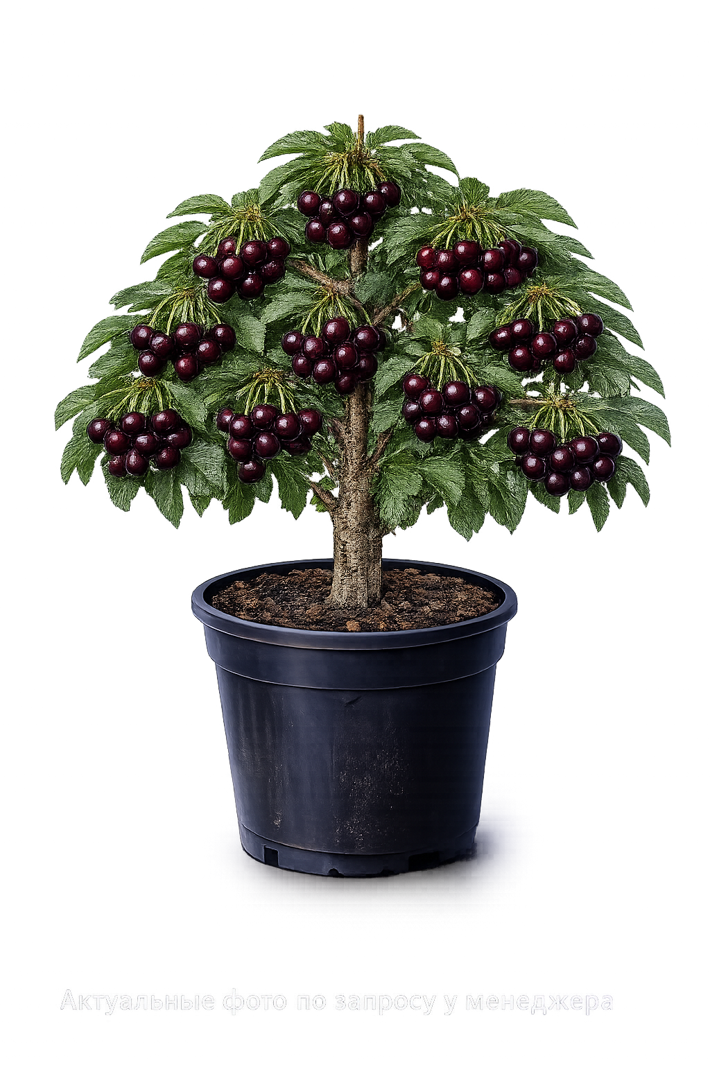 Вишня Шоколадница