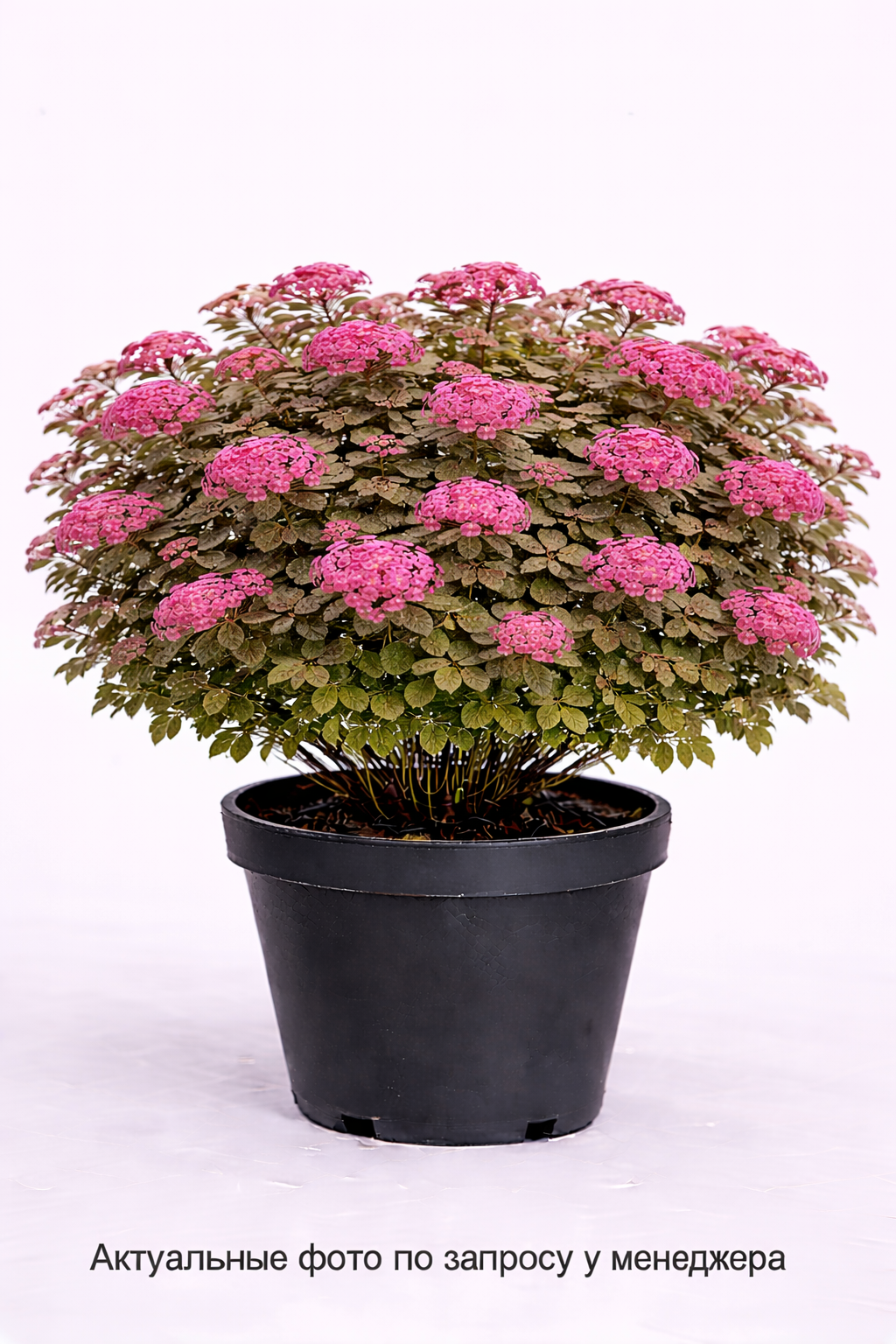 Спирея японская Froebelii