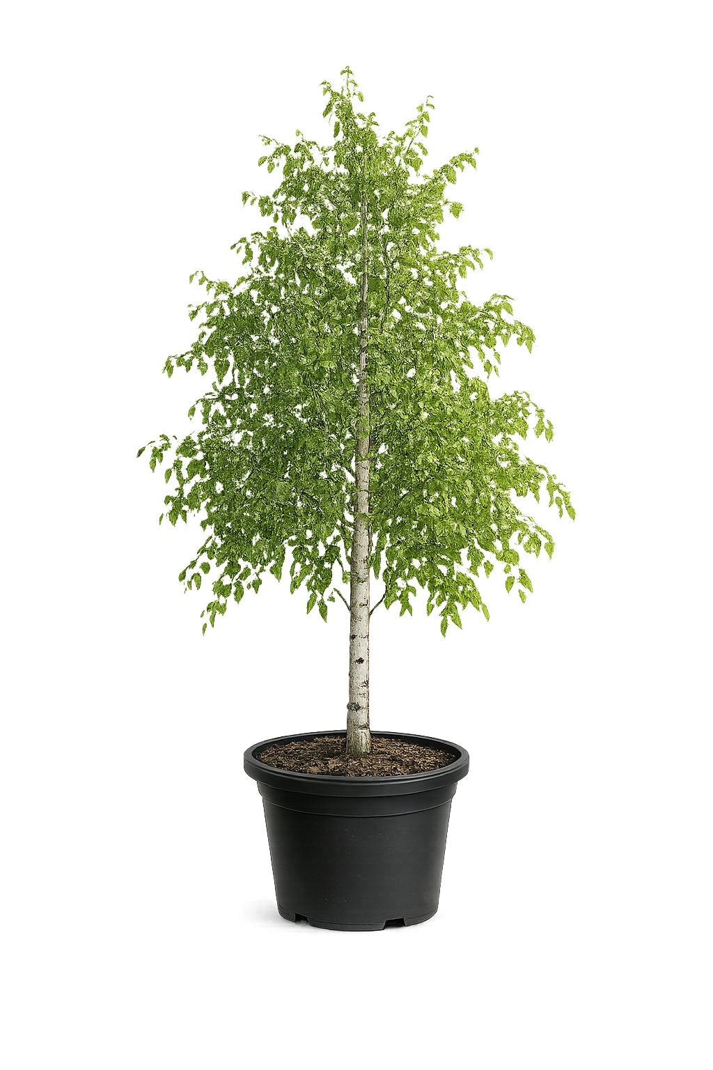 Береза обыкновенная - 22