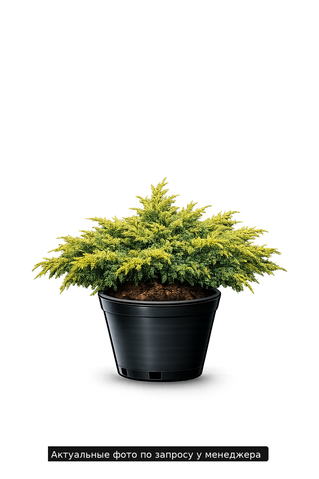 Можжевельник средний 'Mordigan Gold' -23