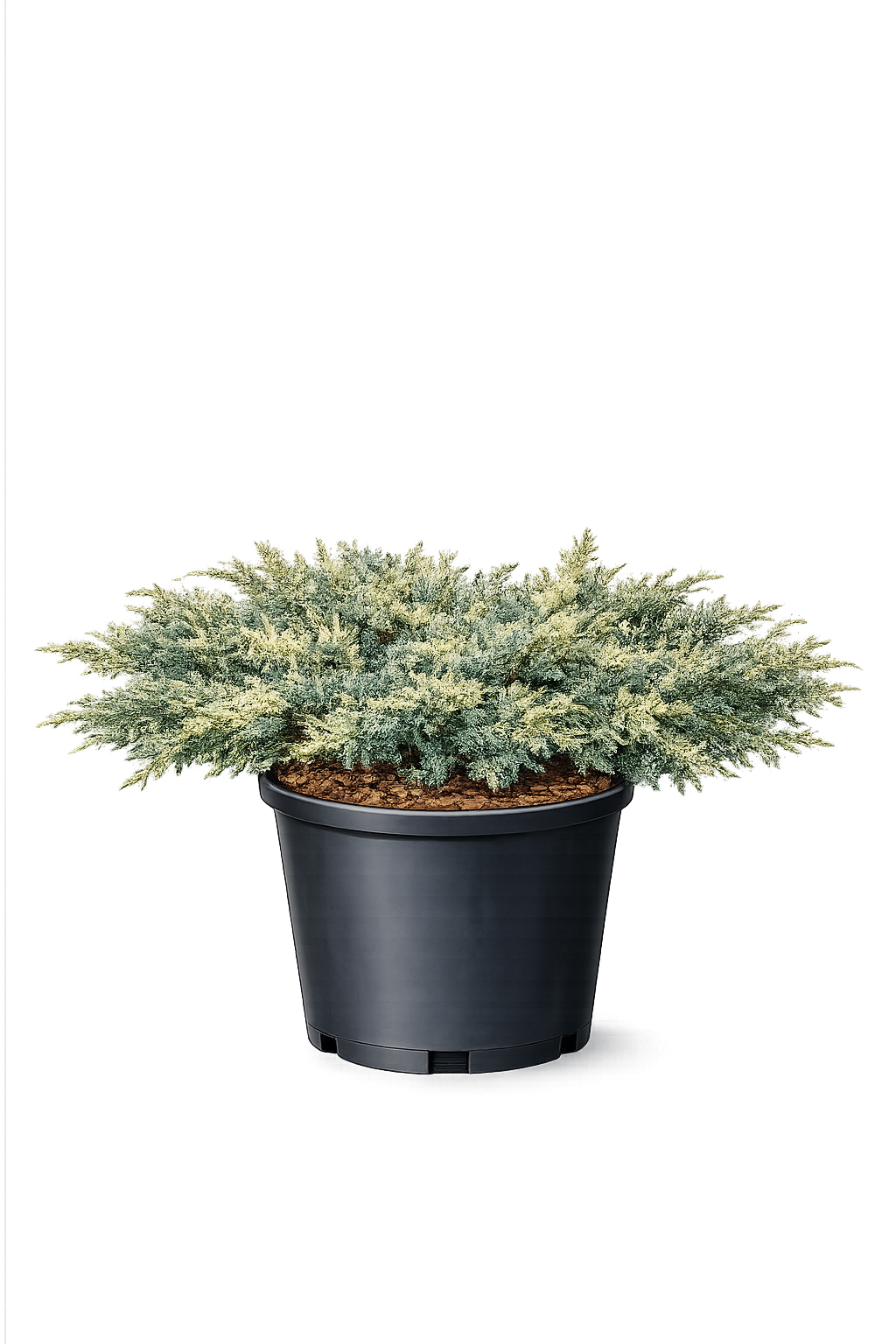 Можжевельник казацкий 'Variegata'