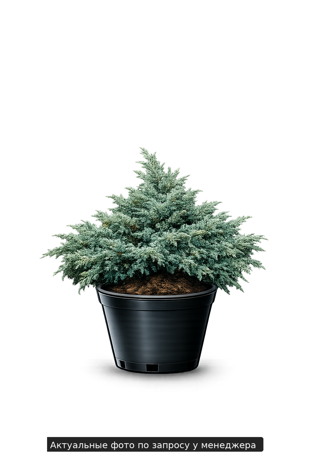 Можжевельник чешуйчатый 'Meyeri' -23