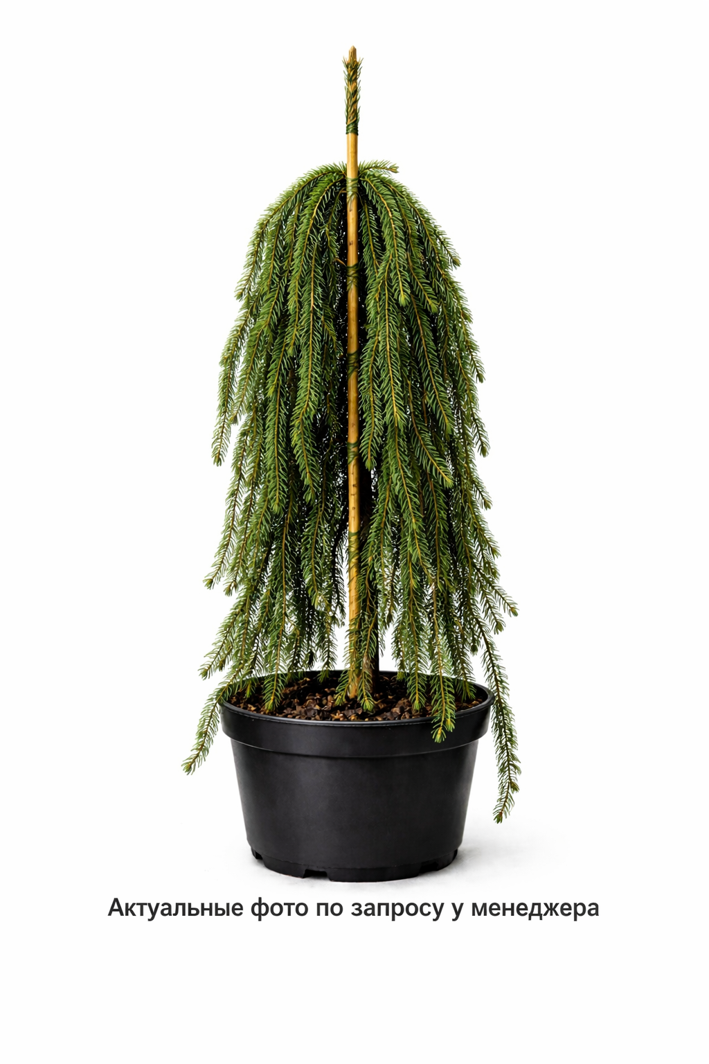 Ель обыкновенная 'Inversa' -23