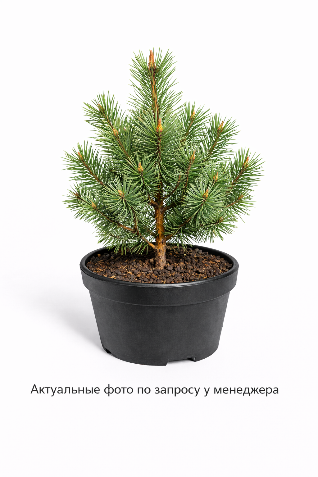 Сосна обыкновенная - 20