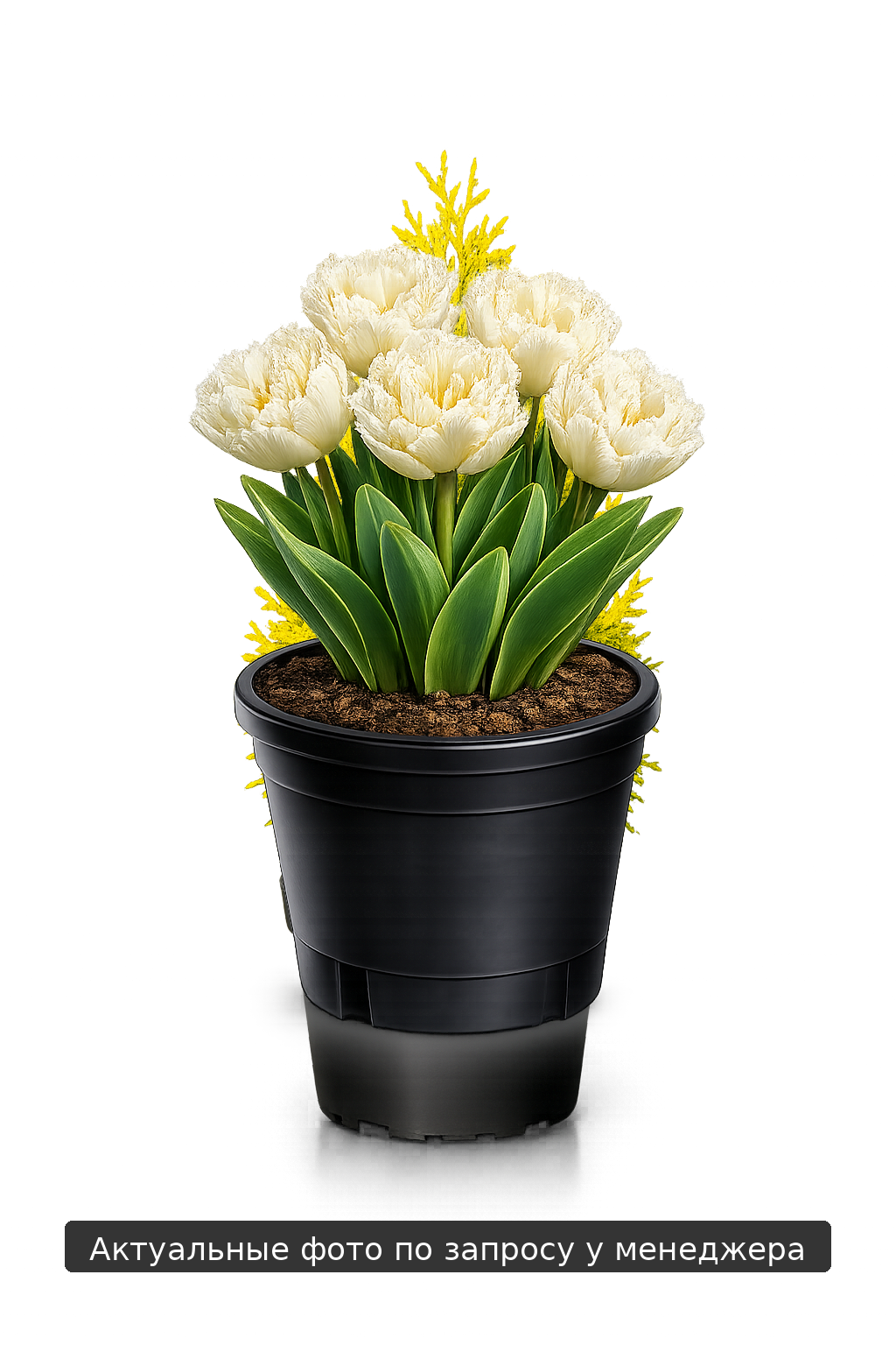 Туя западная 'Yellow Ribbon' -20