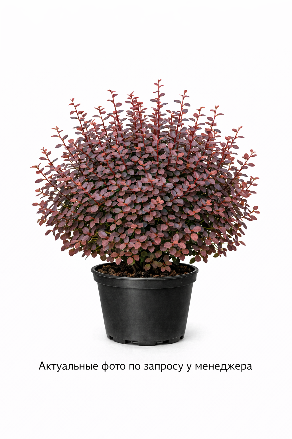 Барбарис тунберга 'Chocolate Summer' -23