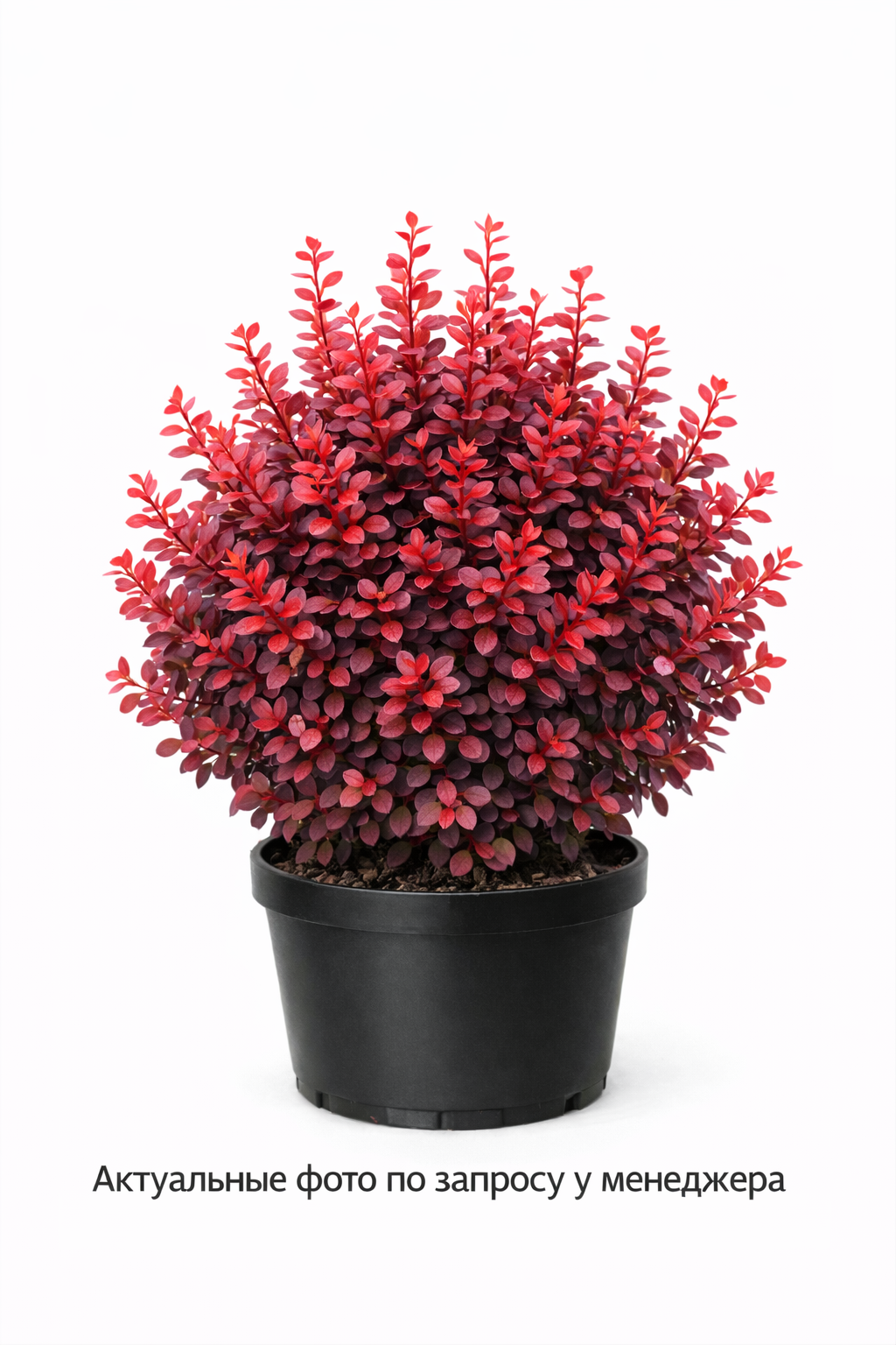 Барбарис Тунберга "Ruby Star"