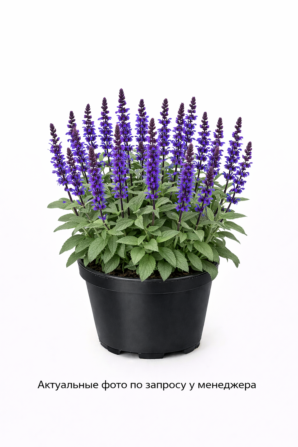 Шалфей дубравный "New Dimension Blue"