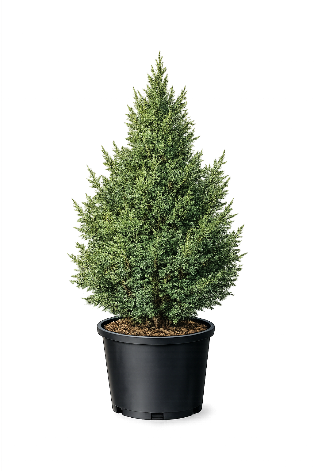 Можжевельник обыкновенный