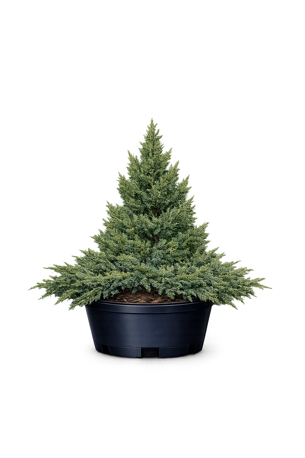 Можжевельник прибрежный