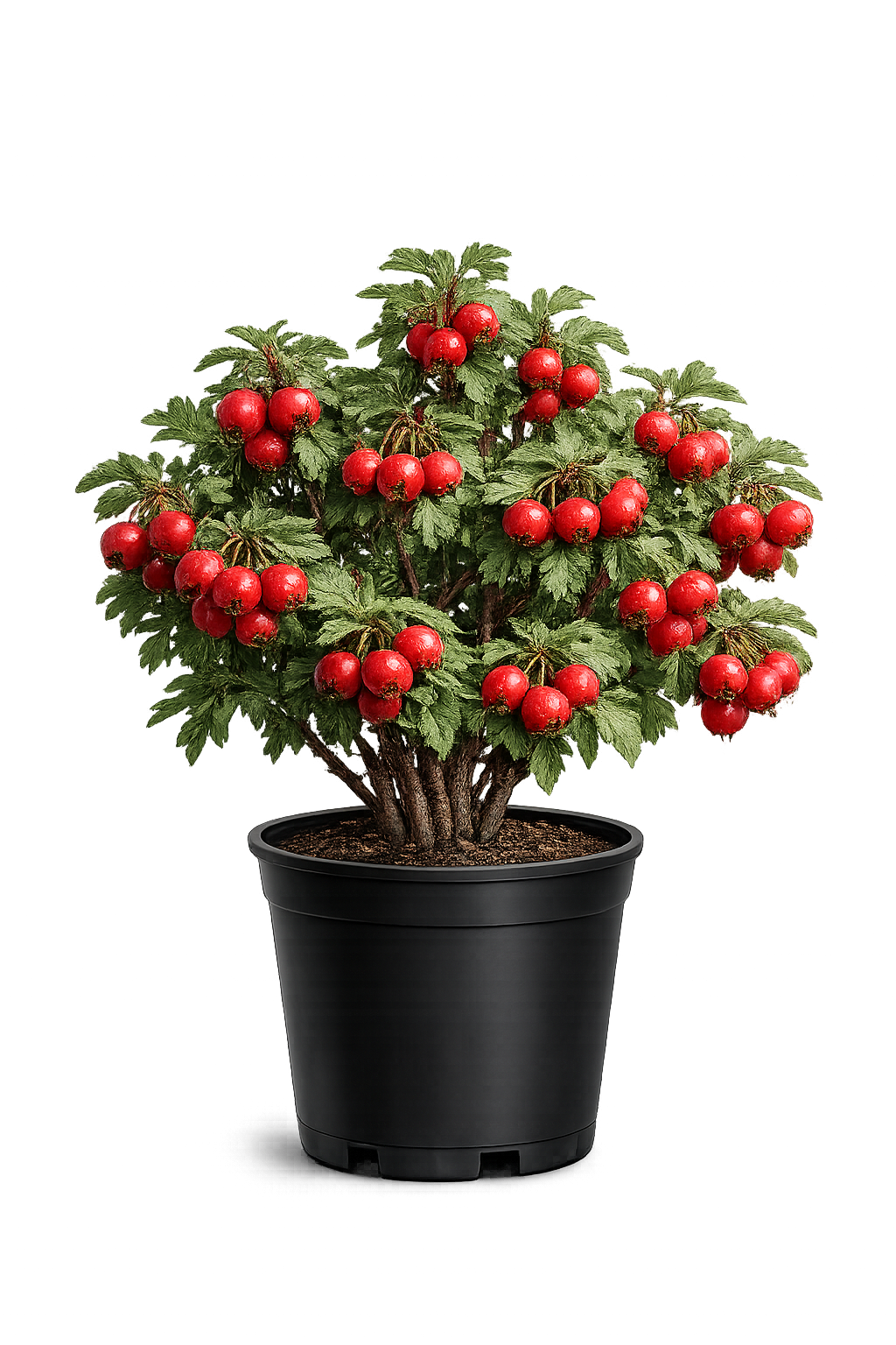 Боярышник крупноплодный