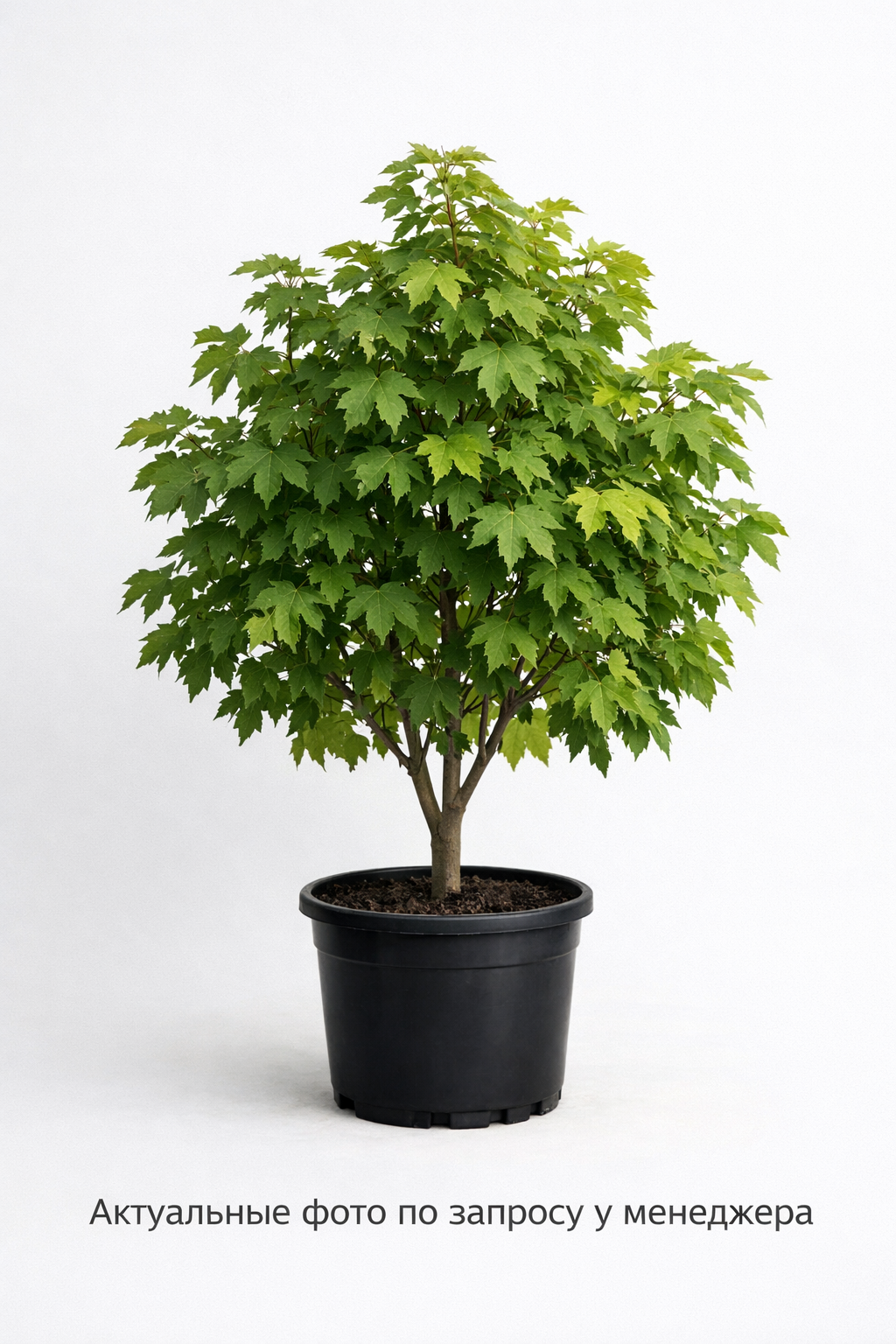 Клен сахаристый 