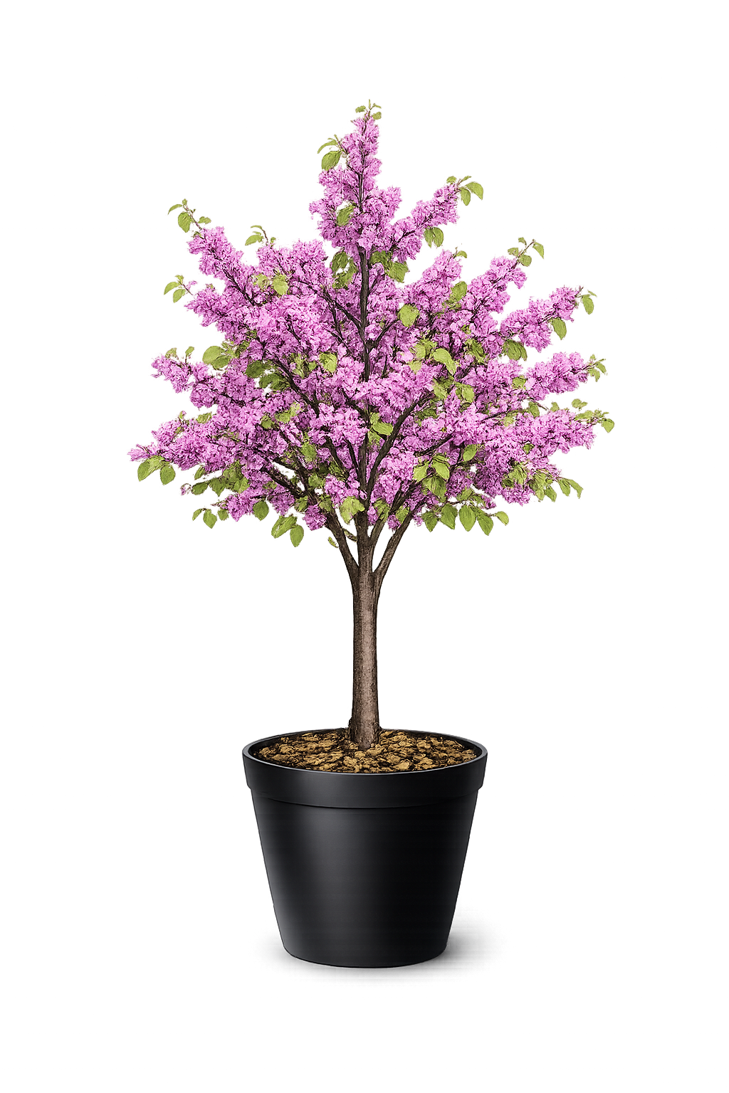 Церцис канадский