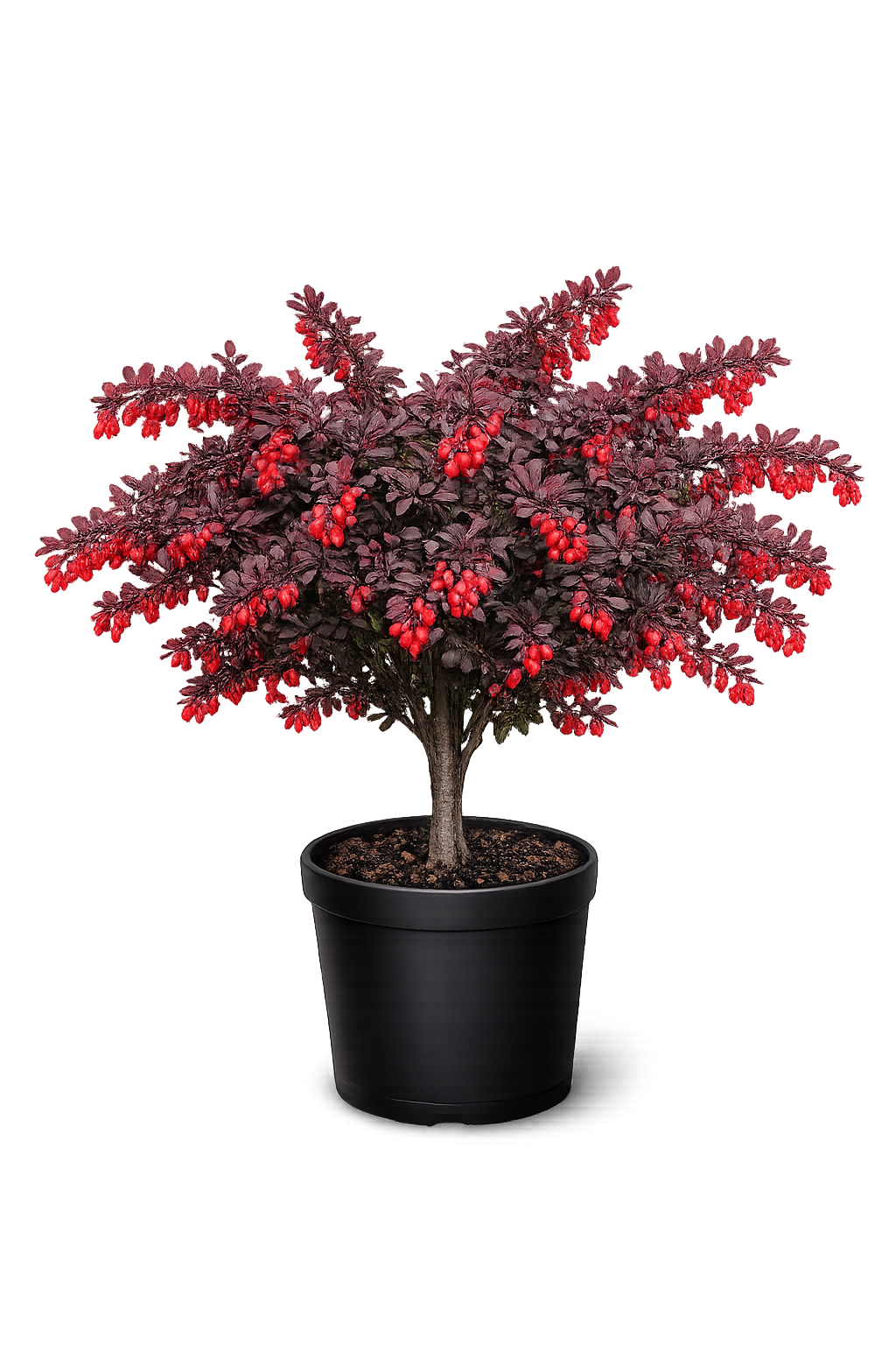 Барбарис обыкновенный Пурпурный