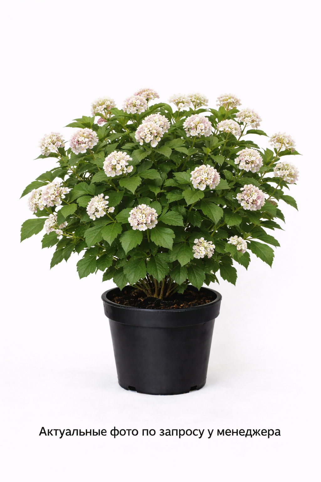 Пузыреплодник калинолистный зелёный