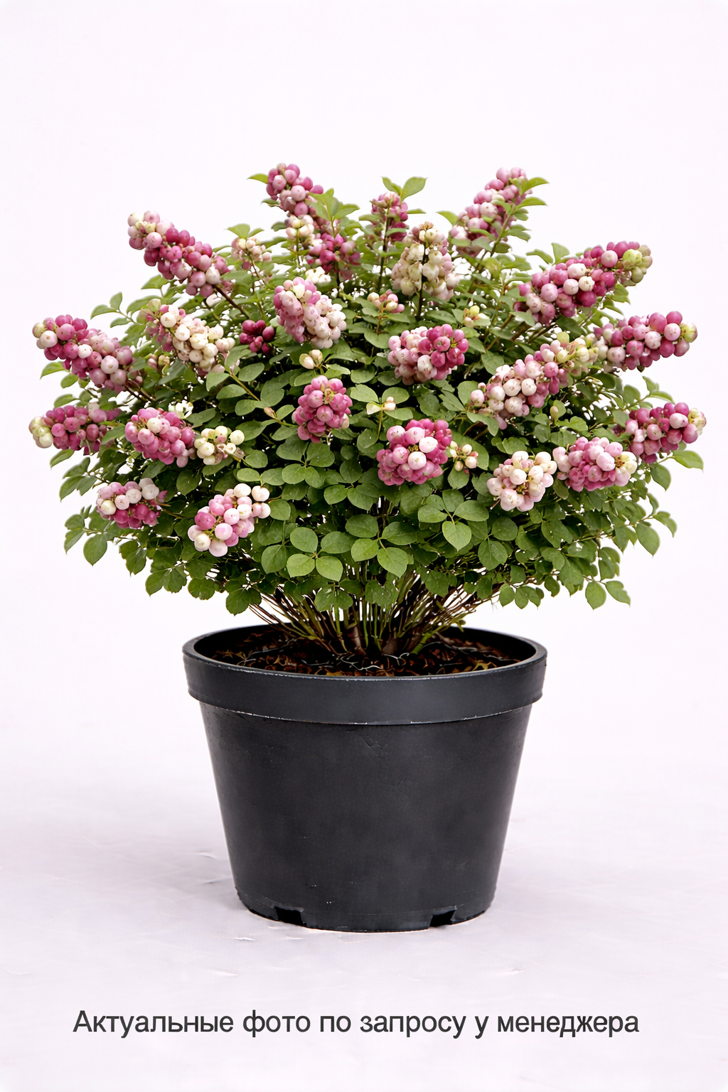 Снежноягодник Доренбоза "Magic Berry"