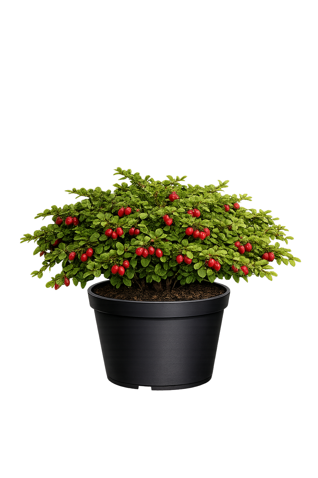 Барбарис Тунберга "Грин Карпет"