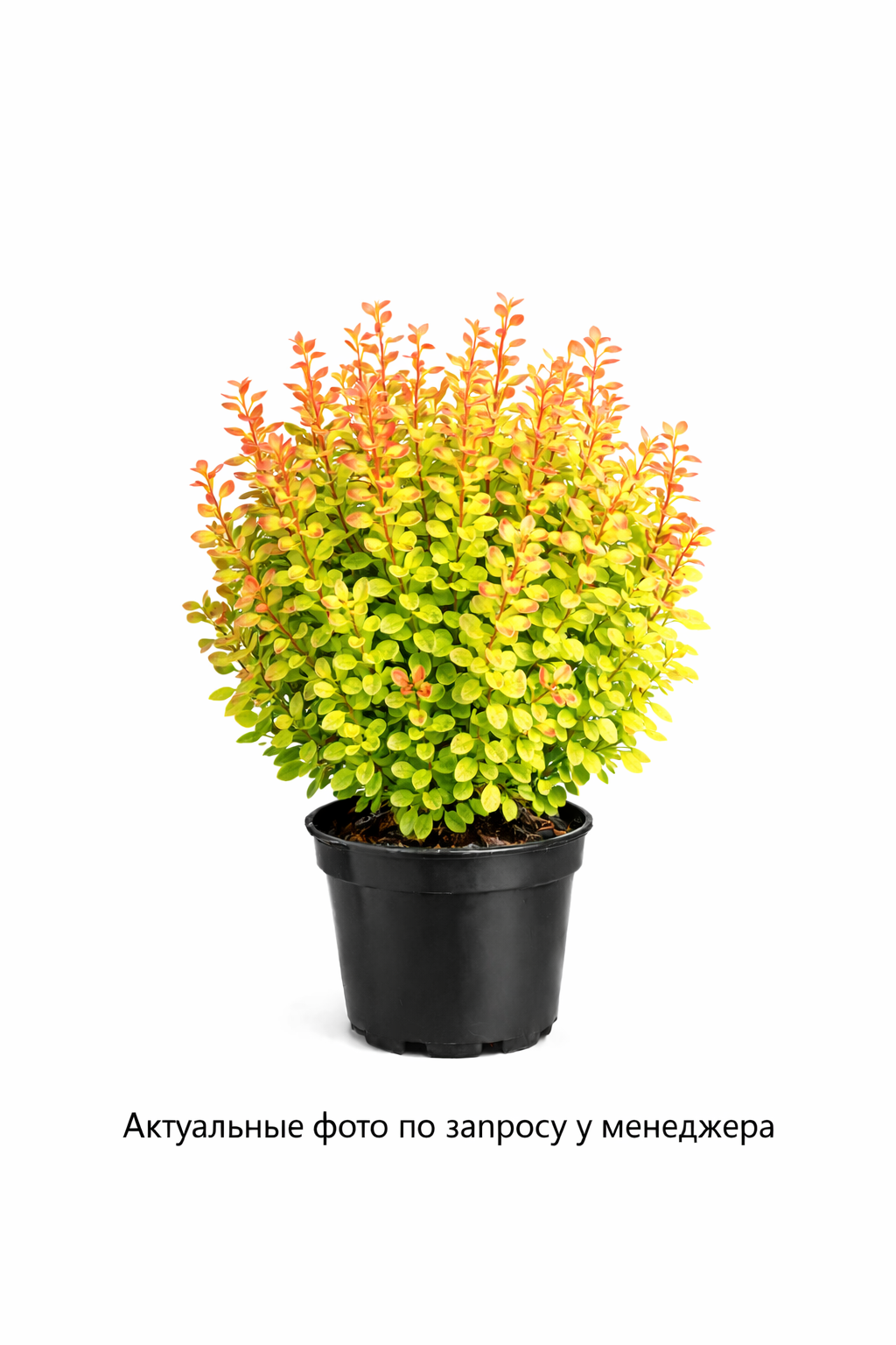 Барбарис Тунберга "Лимончелло"