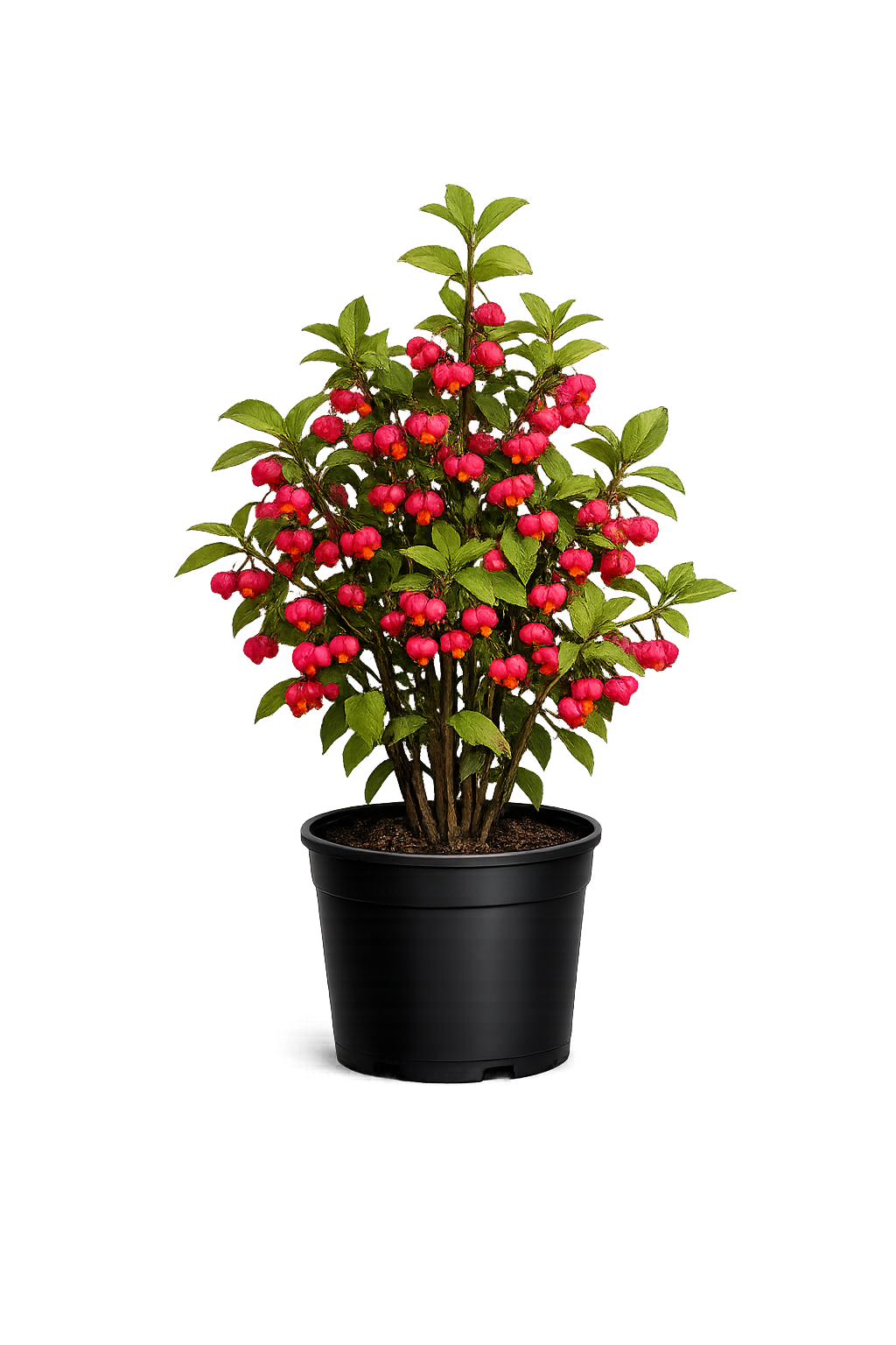 Бересклет европейский