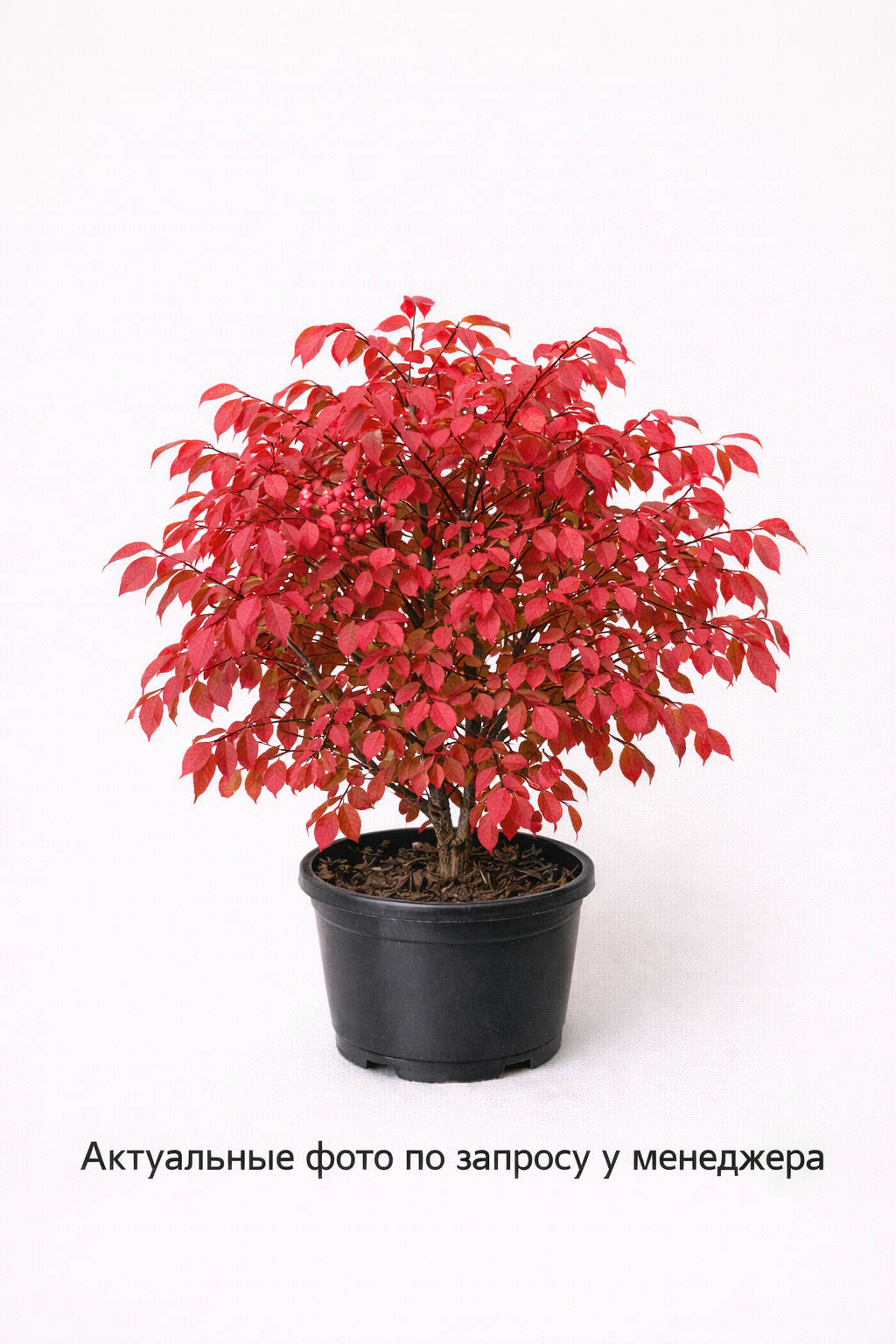 Бересклет крылатый