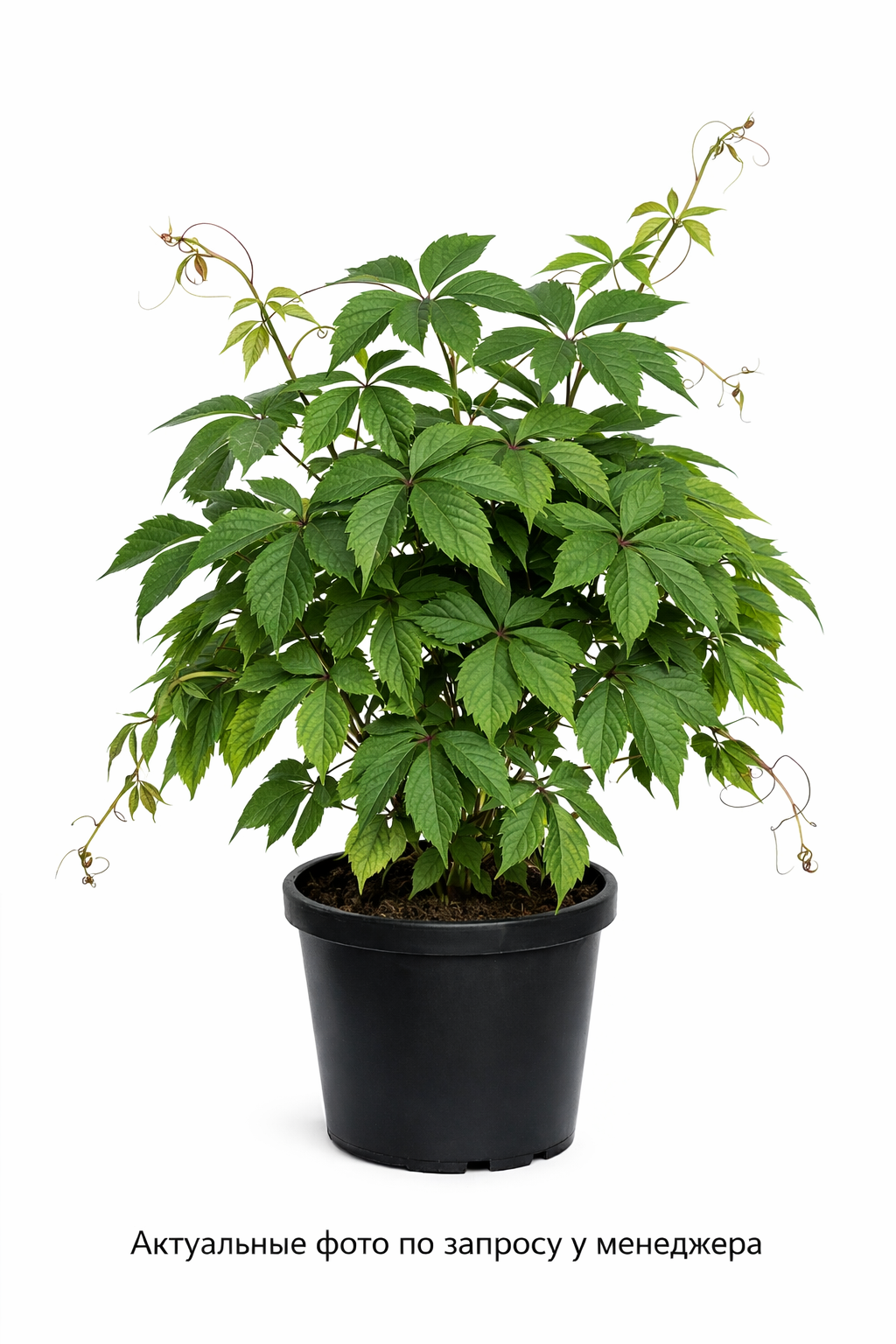 Виноград девичий пятилисточковый