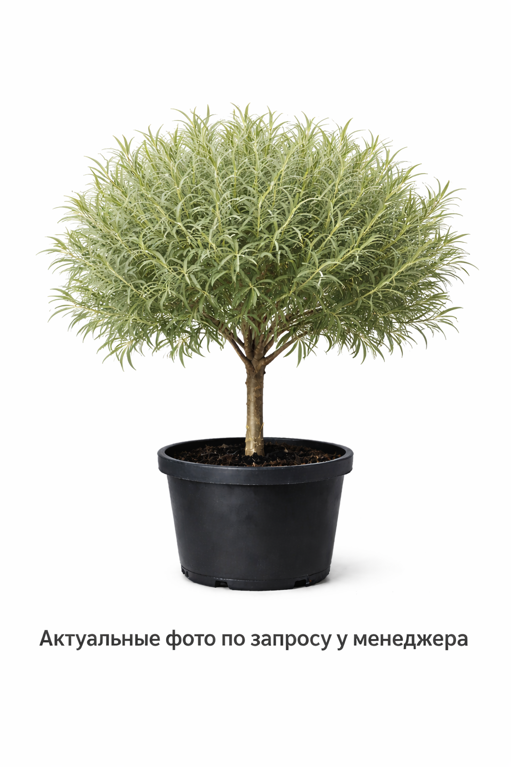 Ива розмаринолистная