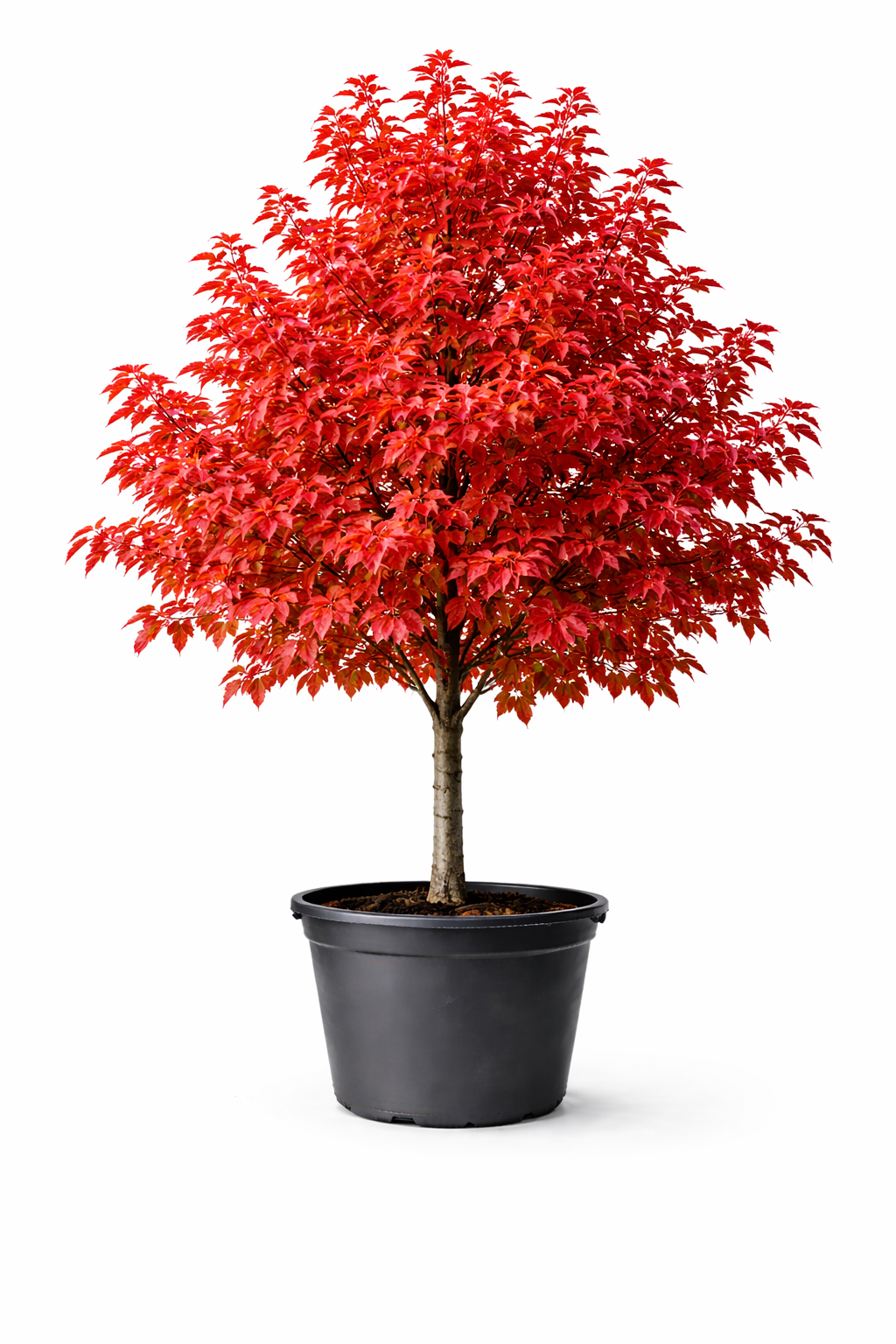 Клён красный