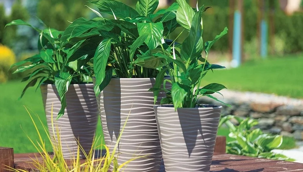 Горшок в подарок при покупке растения