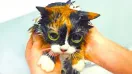 7 ЛАЙФХАКОВ КОТОРЫЕ УПРОСТЯТ ЖИЗНЬ КОТА