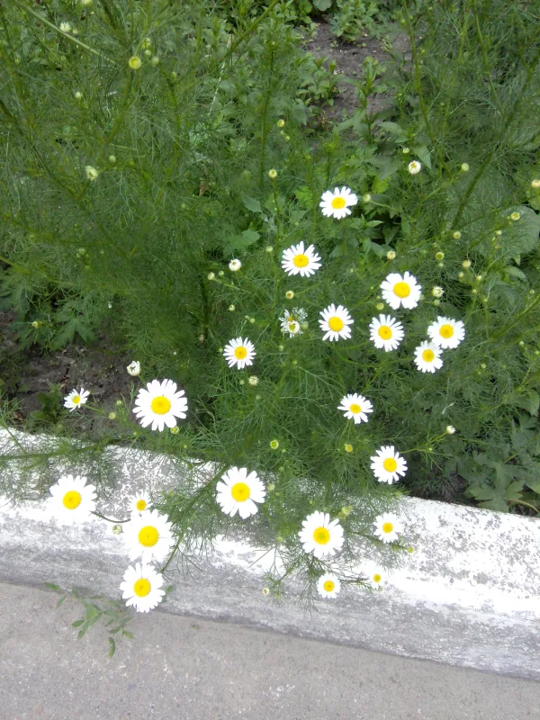 Фото в комментарии