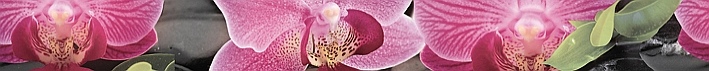 Porto Bambu and Orchid listwa Бордюр 6х60 арт. 24951